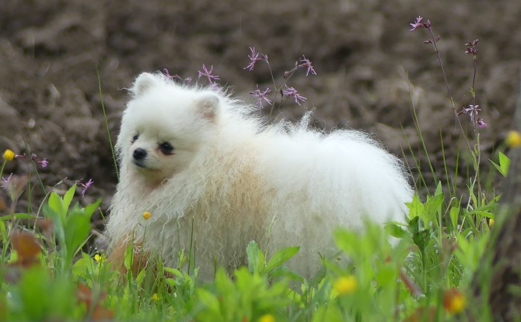 Du Chant Des Etoiles - Chiot disponible  - Spitz allemand