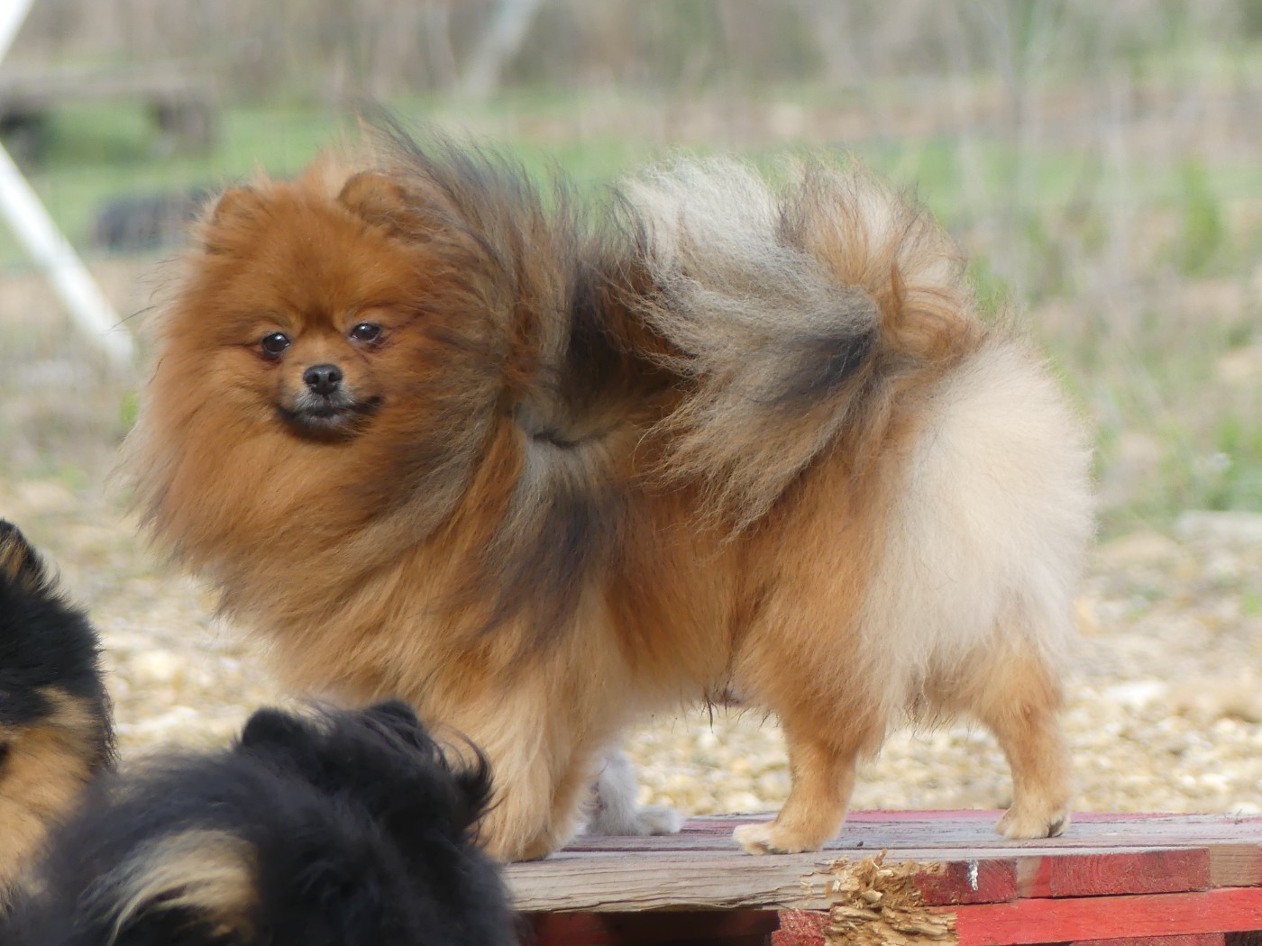 V'là El Rey Du Chant Des Etoiles