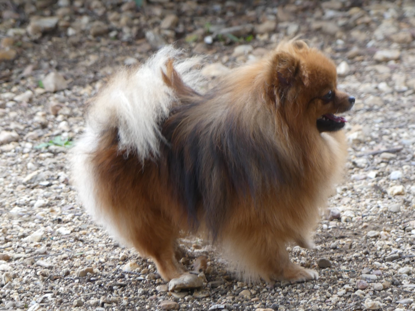 Vibrato Du Chant Des Etoiles