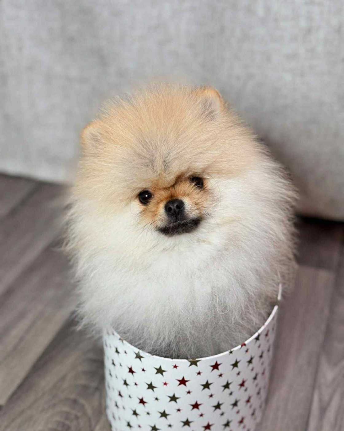 Victoria dit Sweet De la Buzteddy