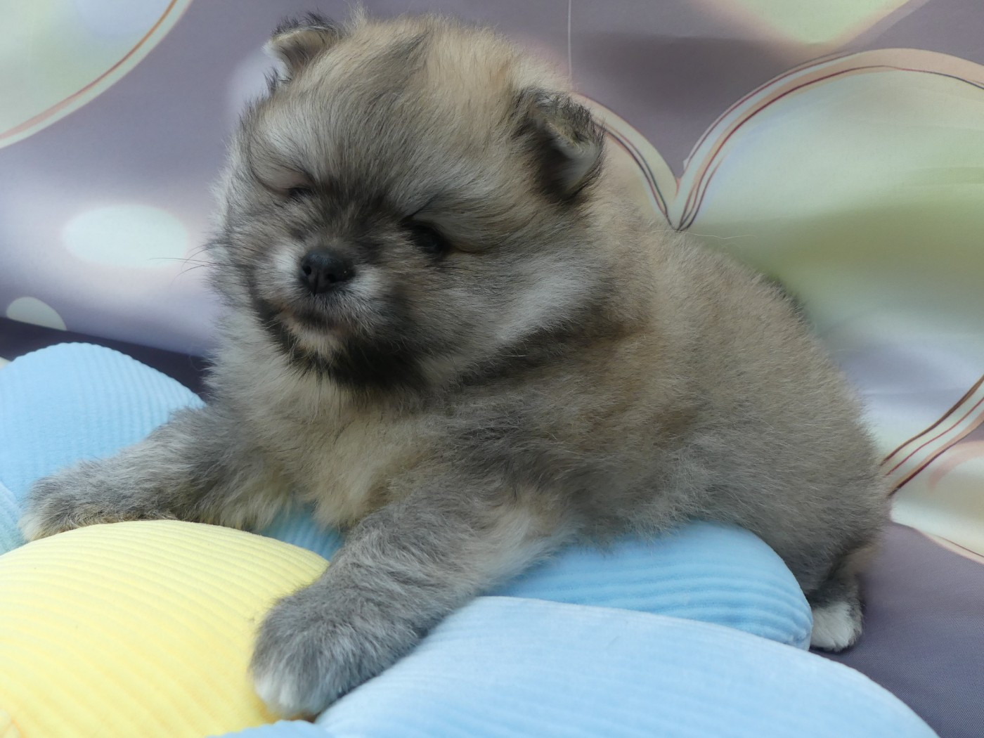 Du Chant Des Etoiles - Chiots disponibles - Spitz allemand