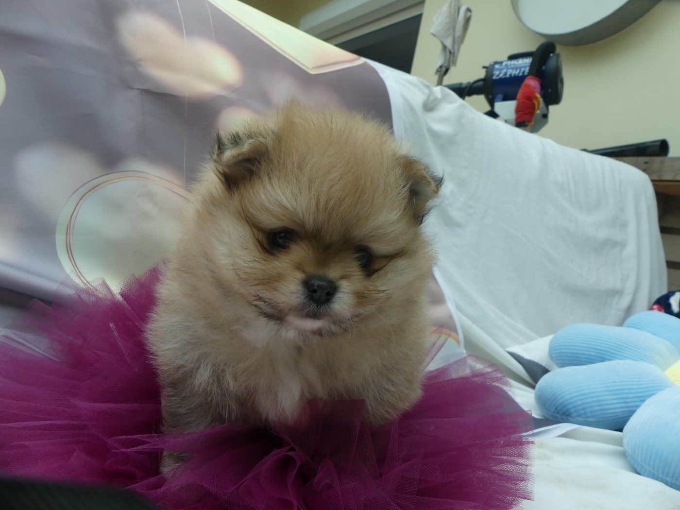 Du Chant Des Etoiles - Chiots disponibles - Spitz allemand