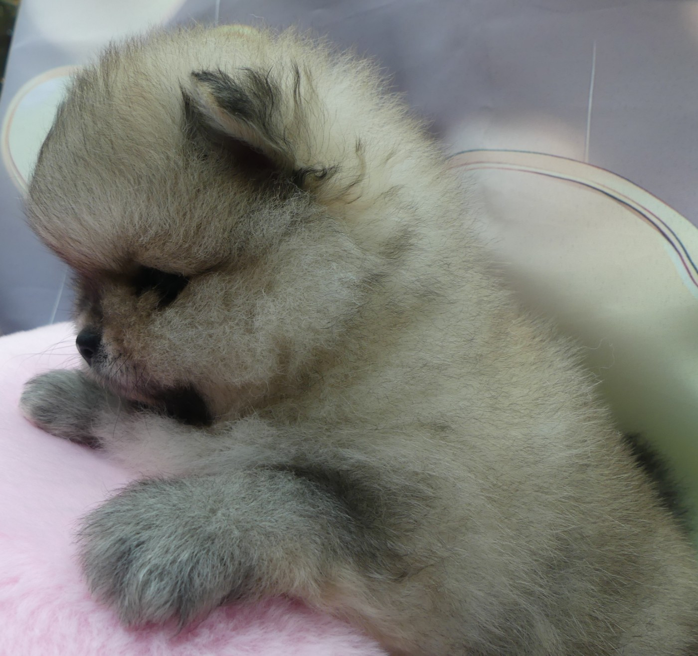 Du Chant Des Etoiles - Chiots disponibles - Spitz allemand