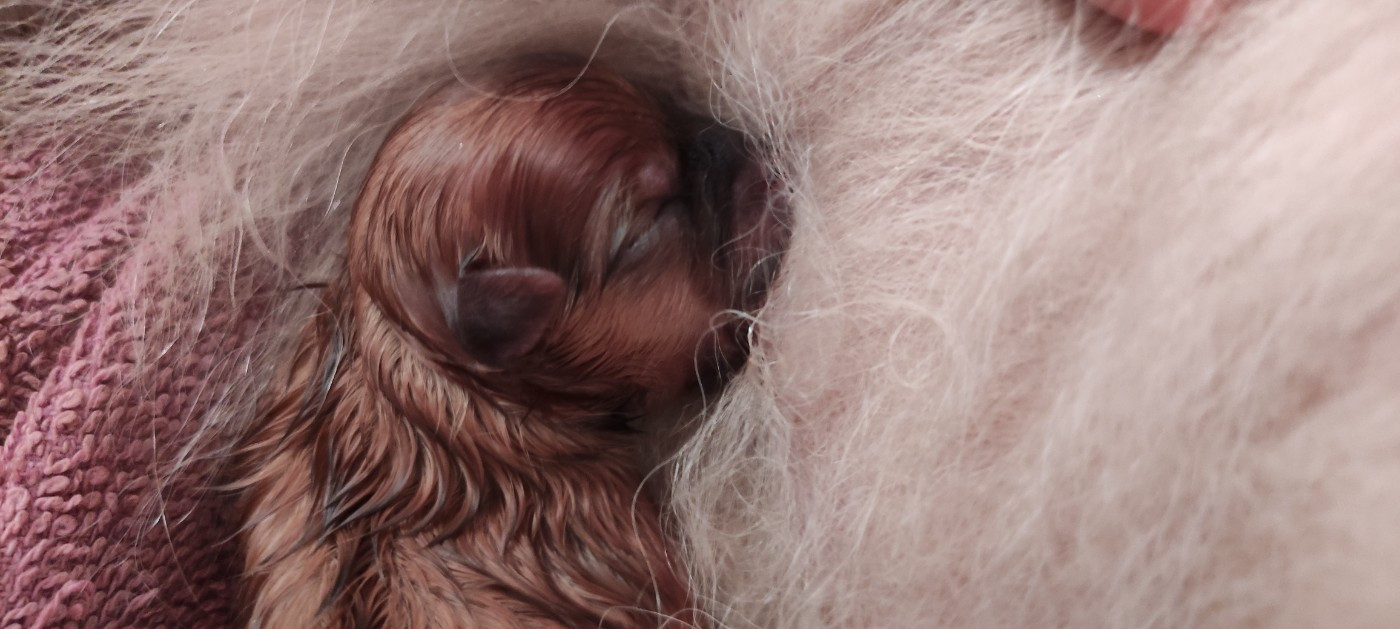 Du Chant Des Etoiles - Chiots disponibles - Spitz allemand