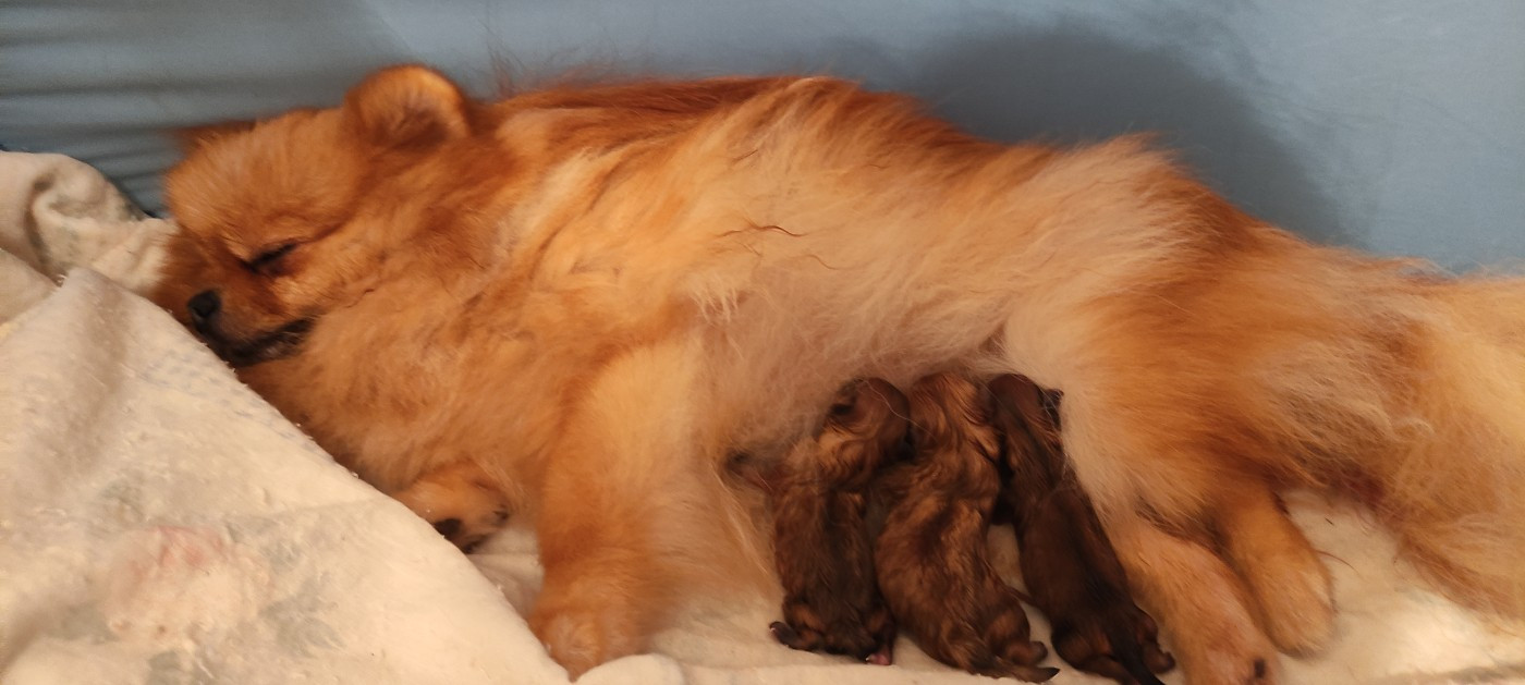 Chiot Spitz allemand Du Chant Des Etoiles
