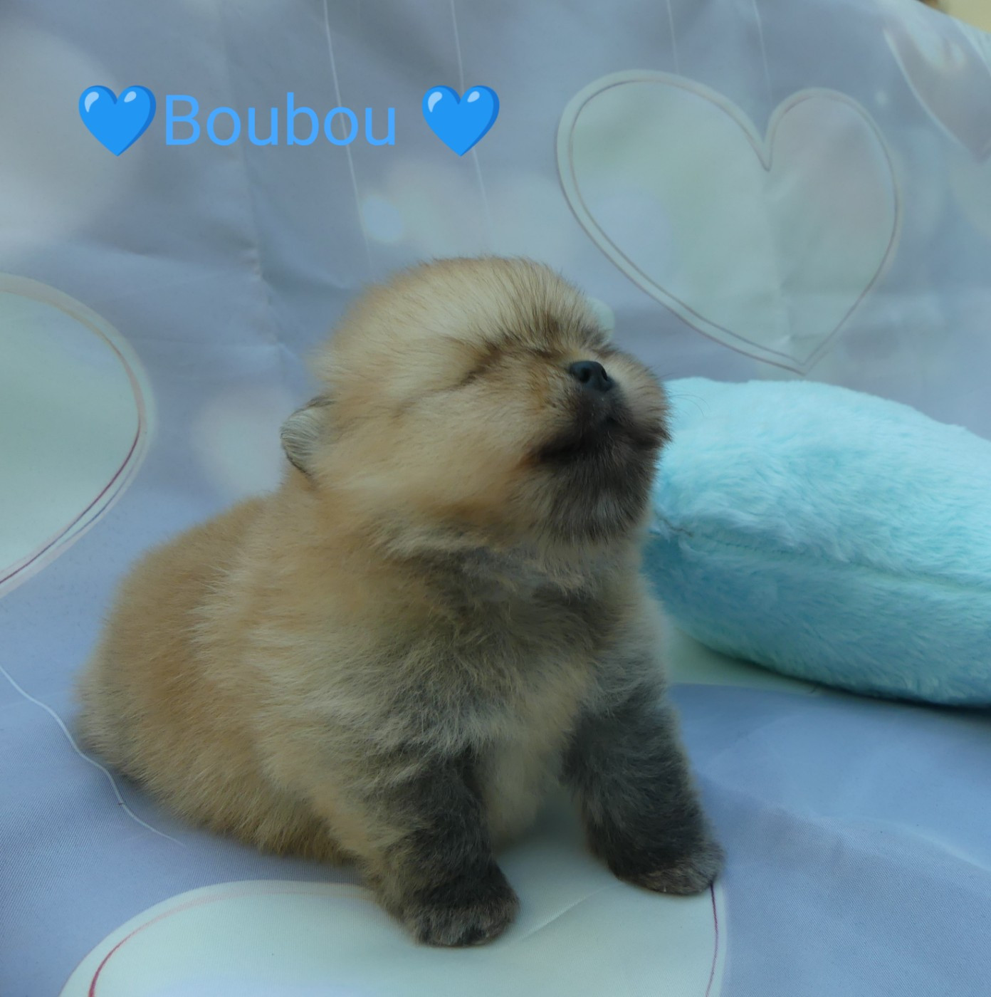 Du Chant Des Etoiles - Chiots disponibles - Spitz allemand