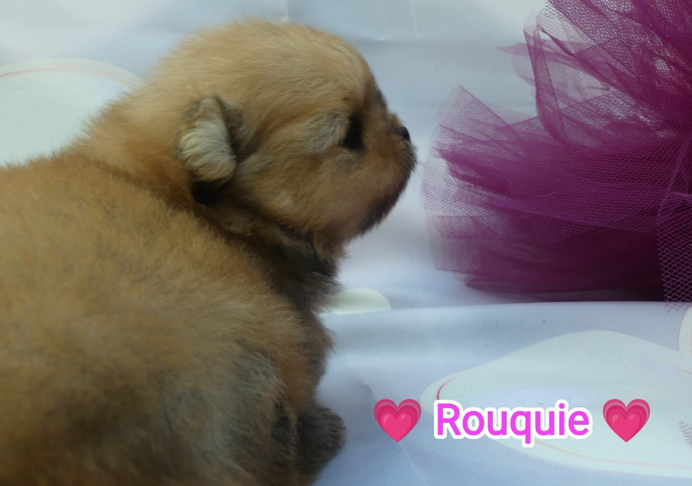 Du Chant Des Etoiles - Chiots disponibles - Spitz allemand