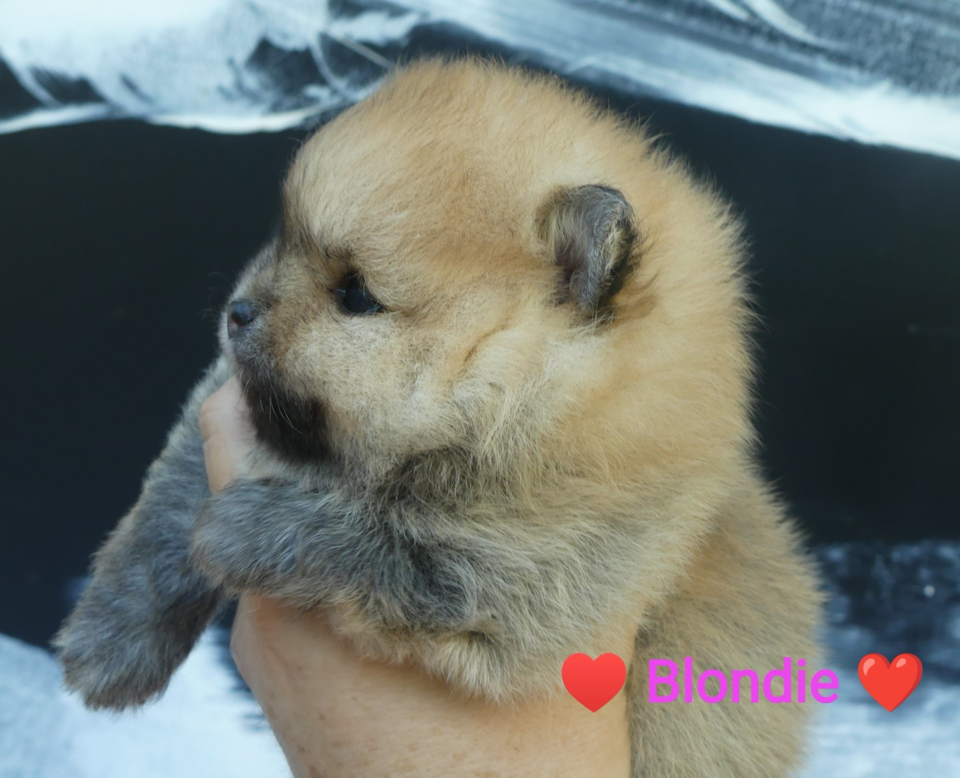 Du Chant Des Etoiles - Chiots disponibles - Spitz allemand