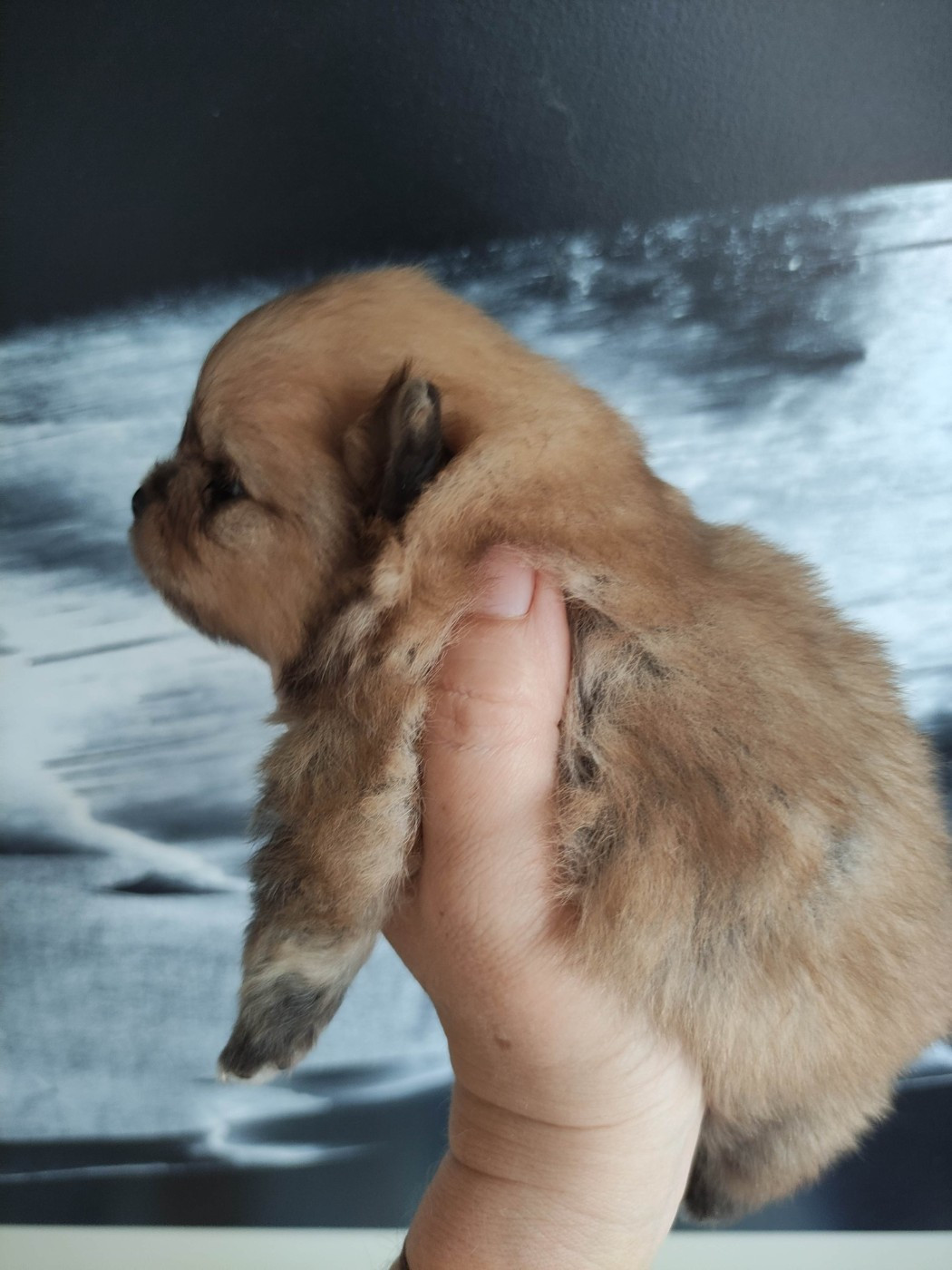 Du Chant Des Etoiles - Chiots disponibles - Spitz allemand