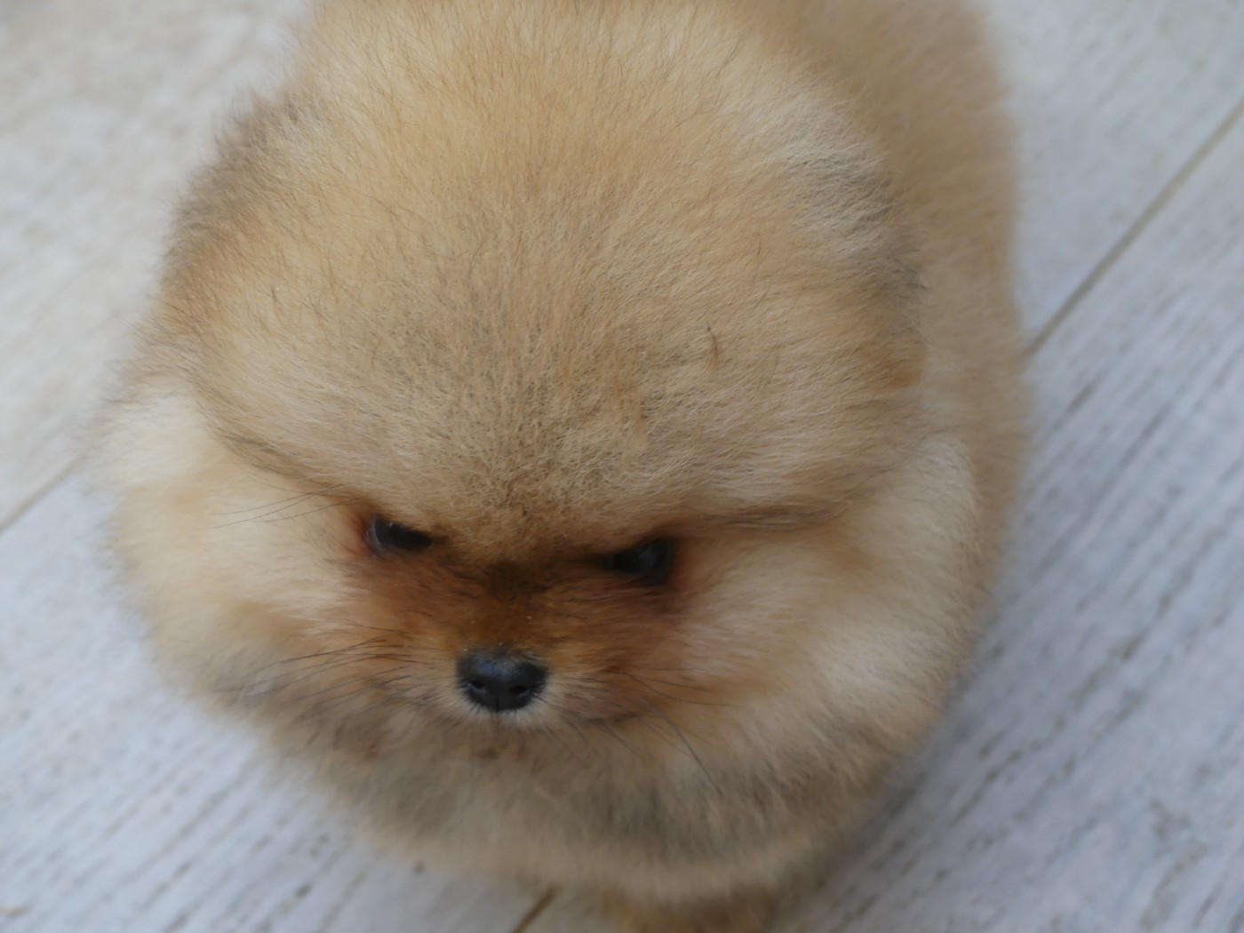 Du Chant Des Etoiles - Chiots disponibles - Spitz allemand