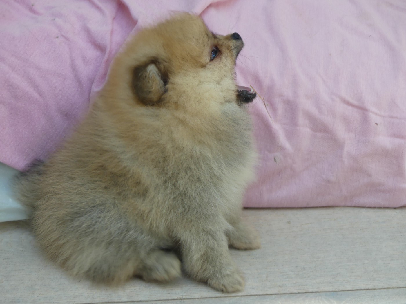 Du Chant Des Etoiles - Chiots disponibles - Spitz allemand