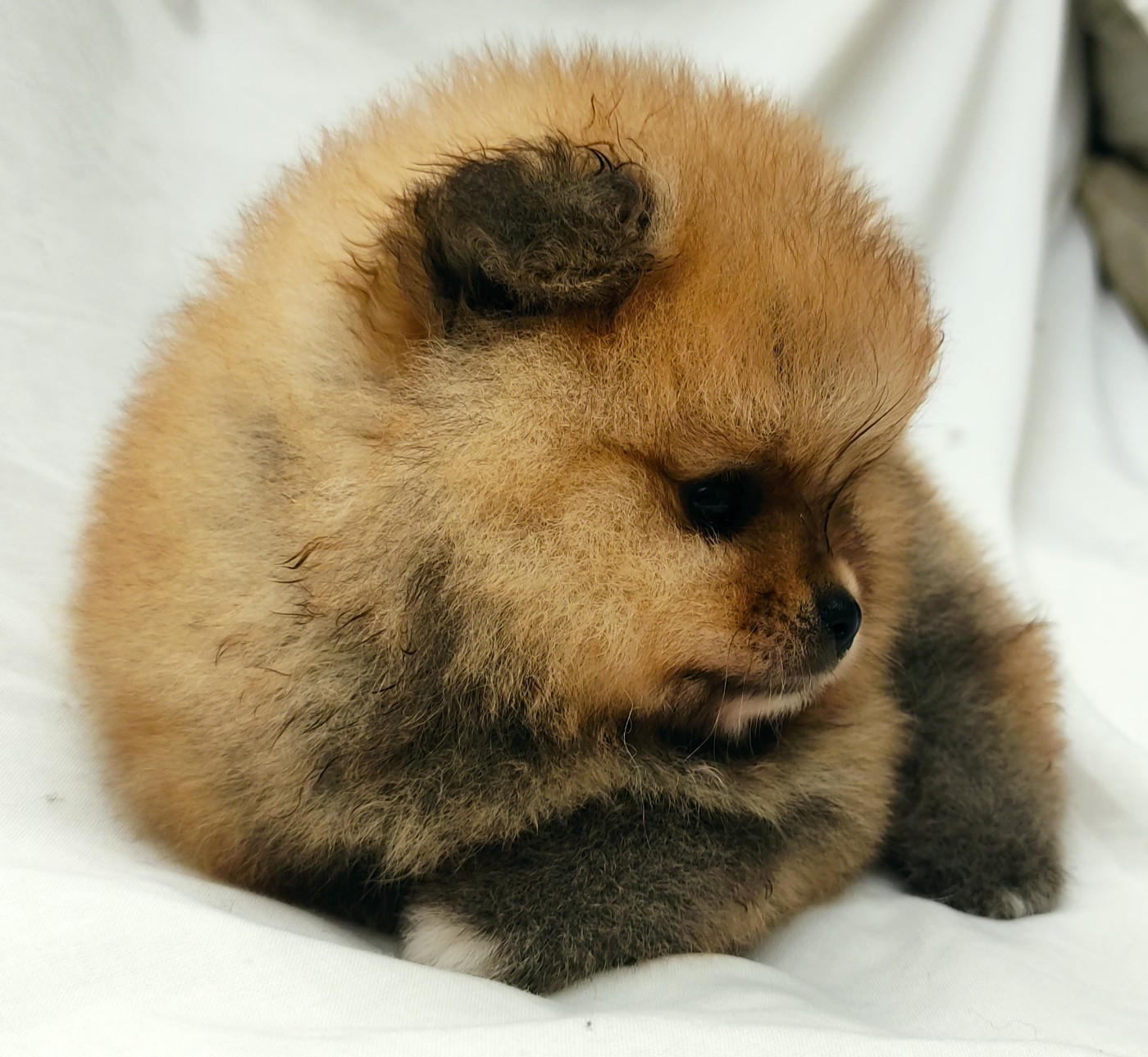 Du Chant Des Etoiles - Chiots disponibles - Spitz allemand