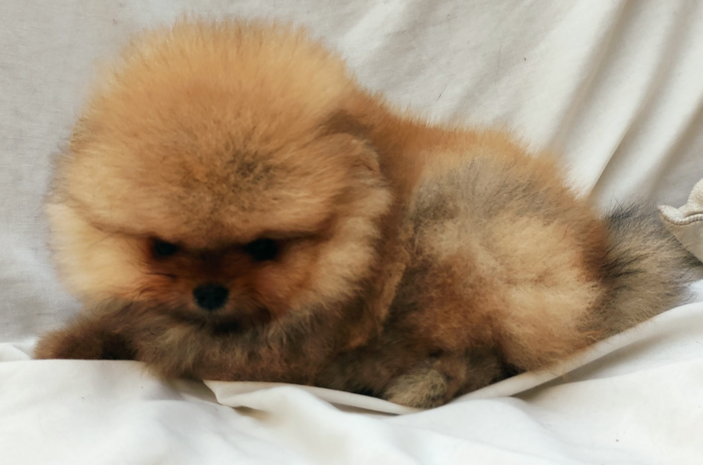 Du Chant Des Etoiles - Chiots disponibles - Spitz allemand