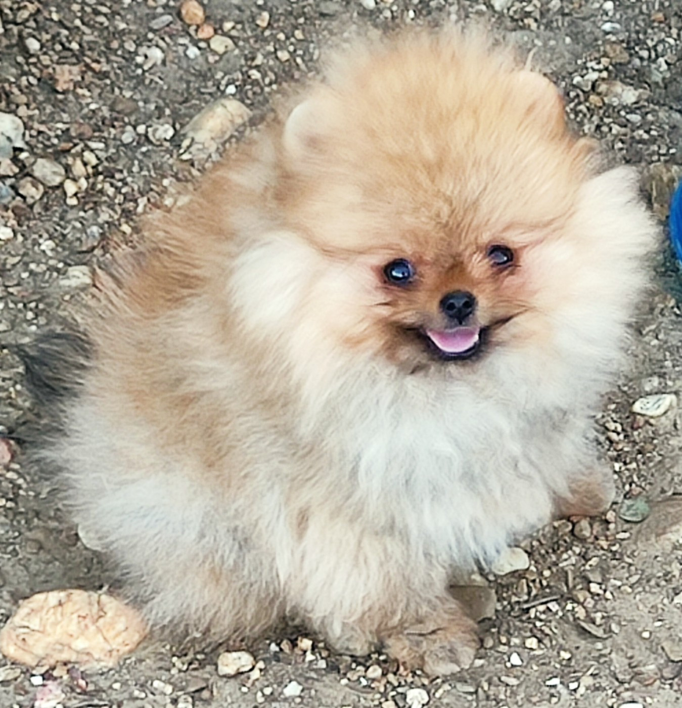 Du Chant Des Etoiles - Chiots disponibles - Spitz allemand