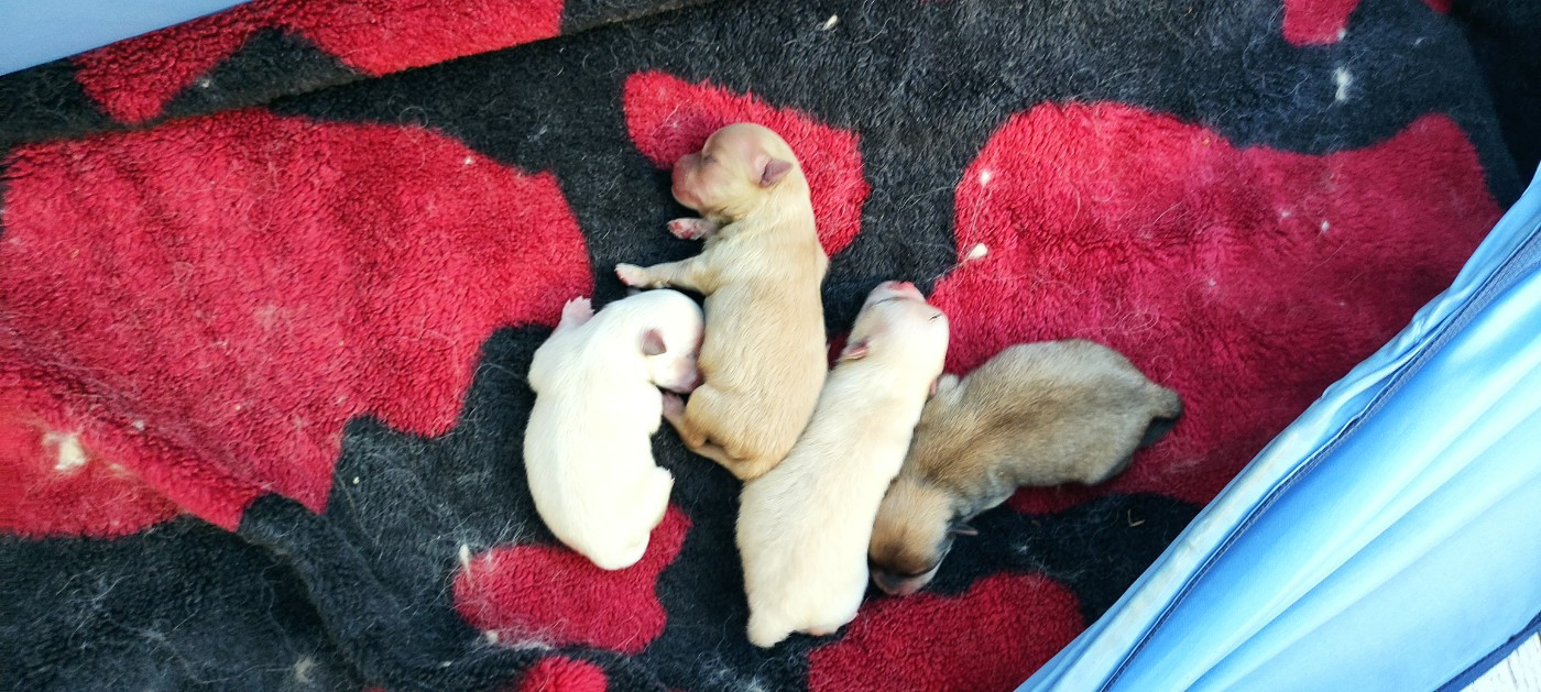 Chiot Spitz allemand Du Chant Des Etoiles
