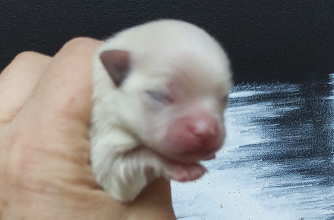 Du Chant Des Etoiles - Chiots disponibles - Spitz allemand
