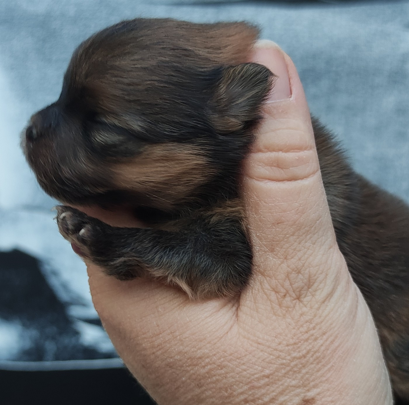 Du Chant Des Etoiles - Chiots disponibles - Spitz allemand