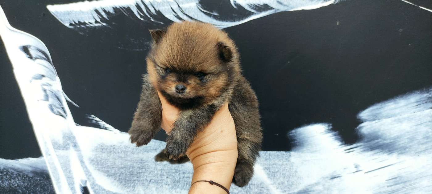 Du Chant Des Etoiles - Chiots disponibles - Spitz allemand