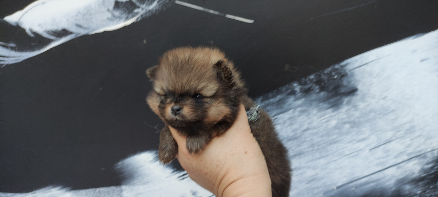 Du Chant Des Etoiles - Chiots disponibles - Spitz allemand