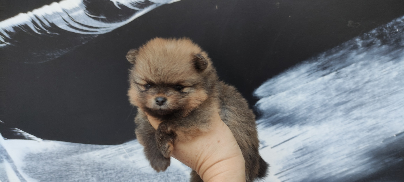 Du Chant Des Etoiles - Chiots disponibles - Spitz allemand