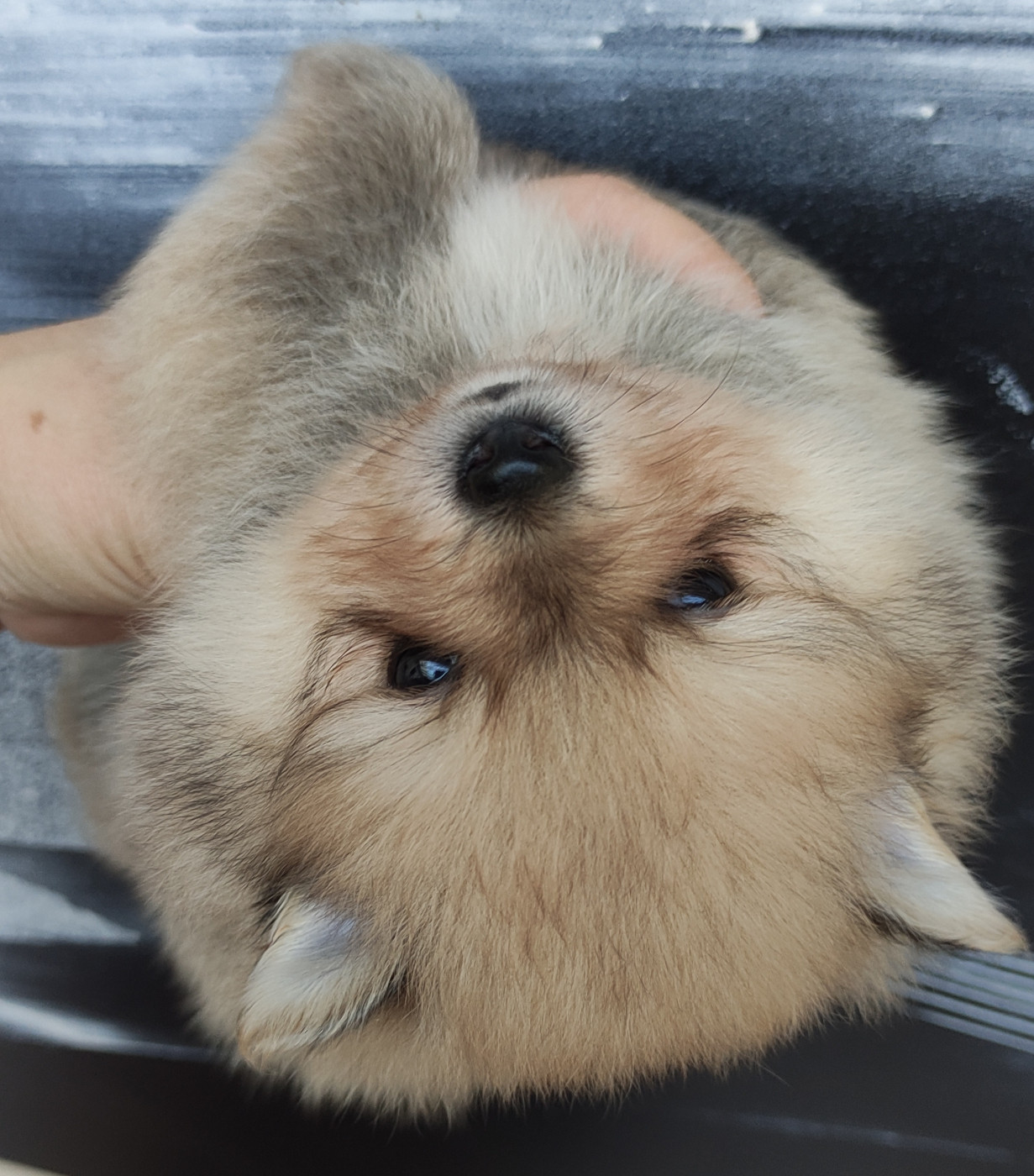 Du Chant Des Etoiles - Chiots disponibles - Spitz allemand