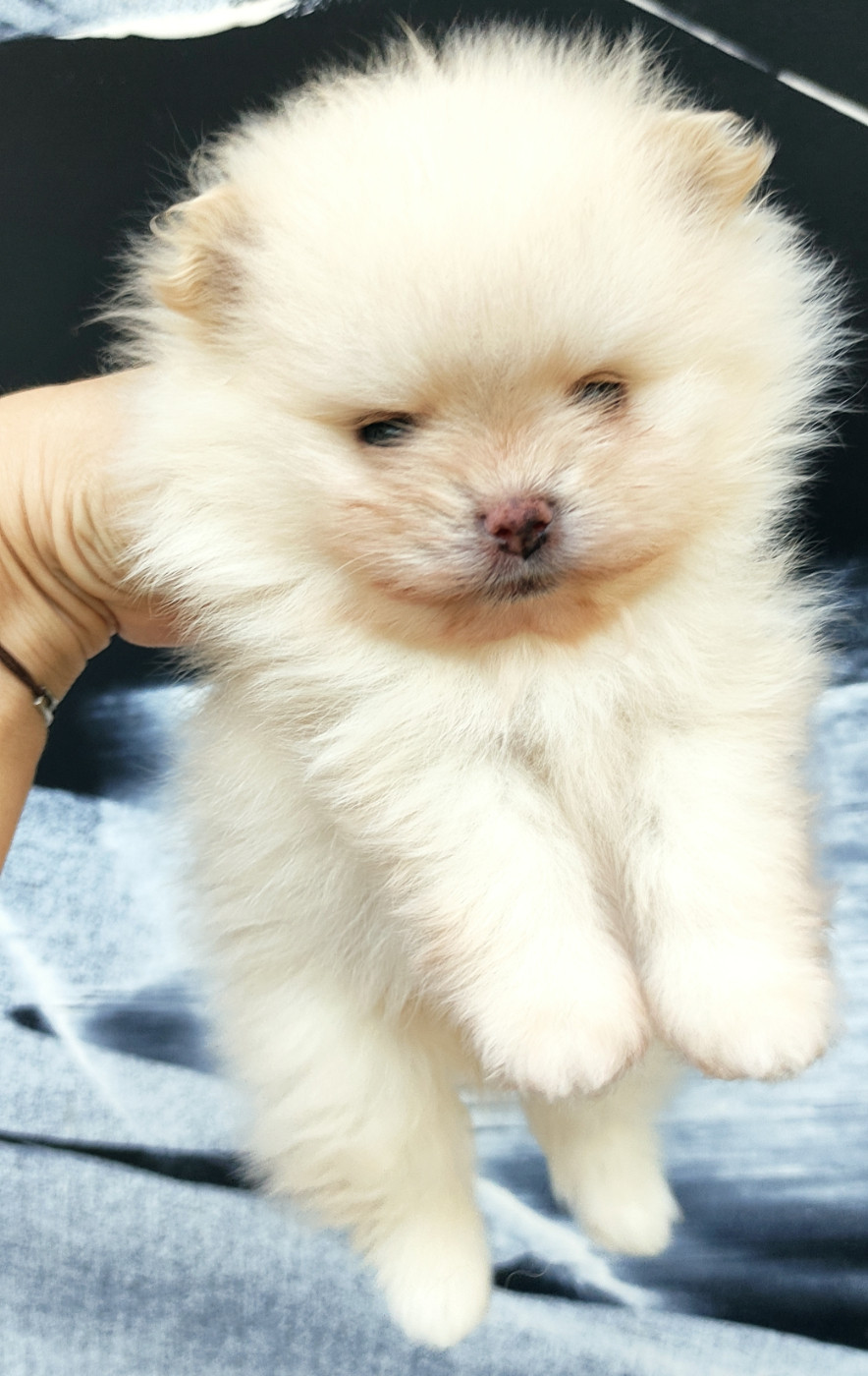 Du Chant Des Etoiles - Chiots disponibles - Spitz allemand