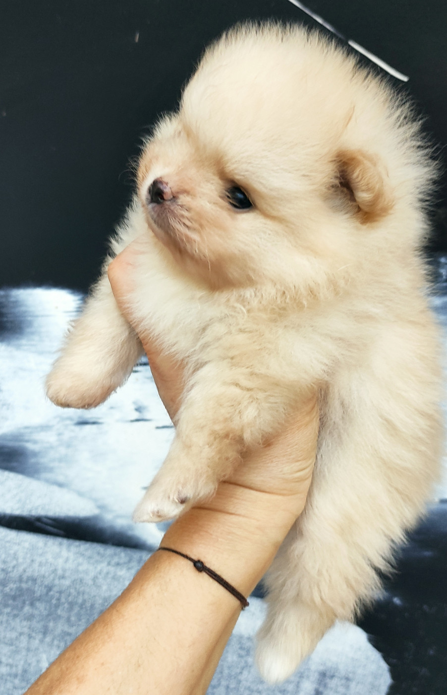 Du Chant Des Etoiles - Chiots disponibles - Spitz allemand