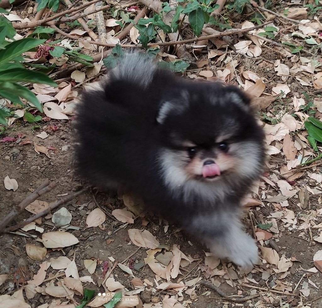 Du Chant Des Etoiles - Spitz allemand - Portée née le 29/03/2023