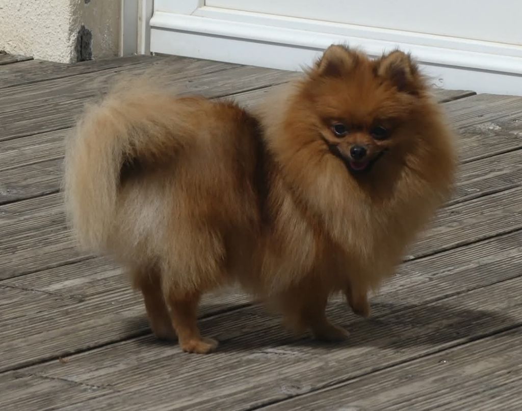 Du Chant Des Etoiles - Chiots disponibles - Spitz allemand