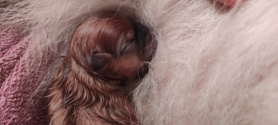 CHIOT 3