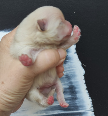 CHIOT 1