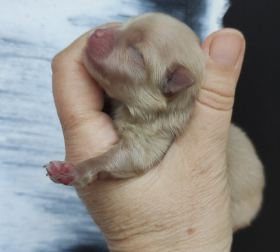 CHIOT 2