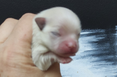 CHIOT 3
