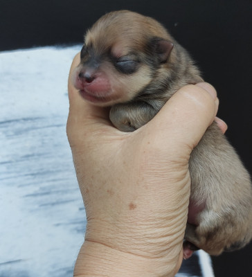 CHIOT 4