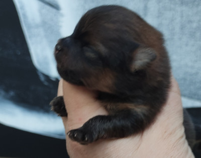 CHIOT 1