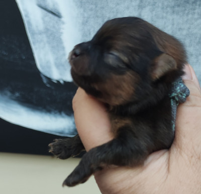 CHIOT 2