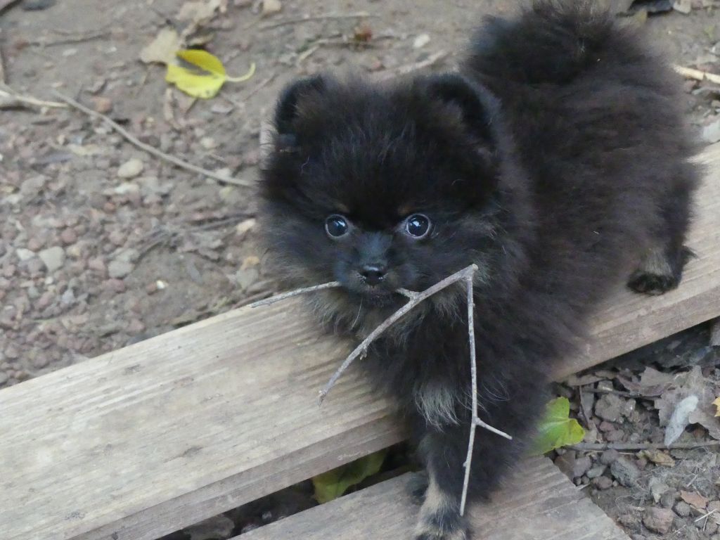 Du Chant Des Etoiles - Chiots disponibles - Spitz allemand